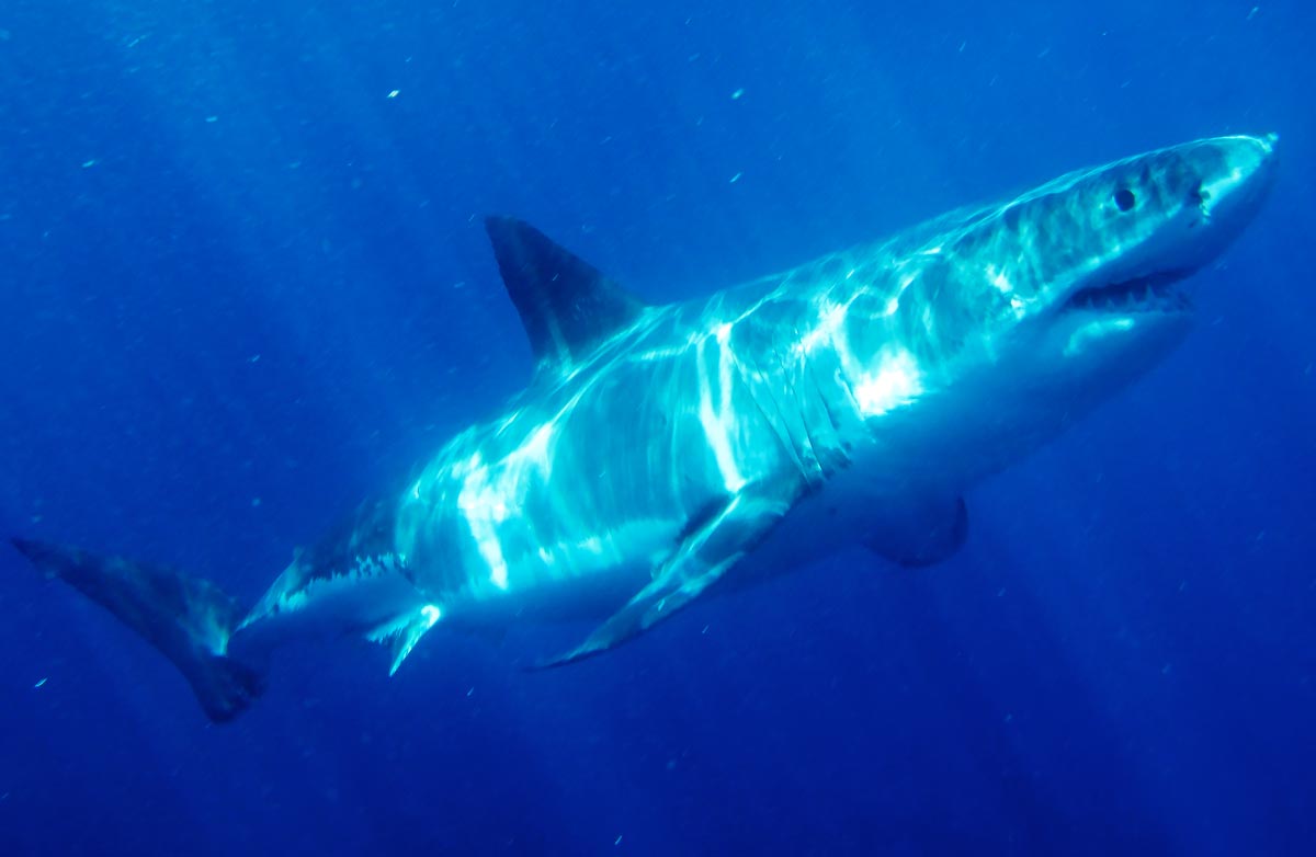 Great White Shark - off Kangaroo Island