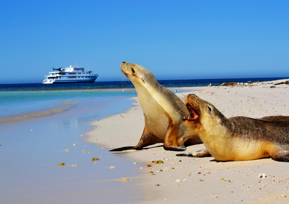 Kangaroo Island Beach Scene with Seals