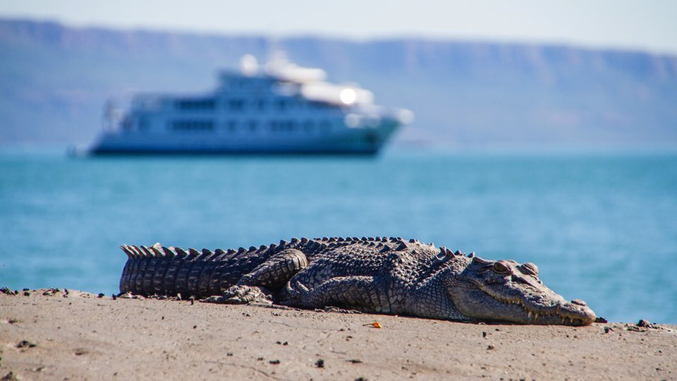 Salt water crocodiles are indigenous to the Kimberley