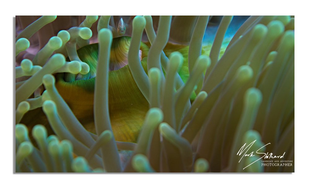 Nemo Greens - Mark Stothard