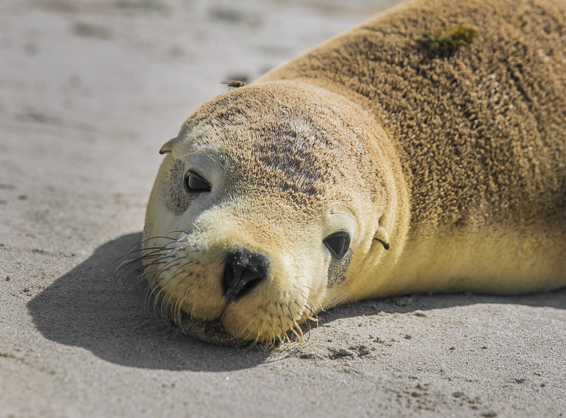 Sea Lion - Sothern Coast Line