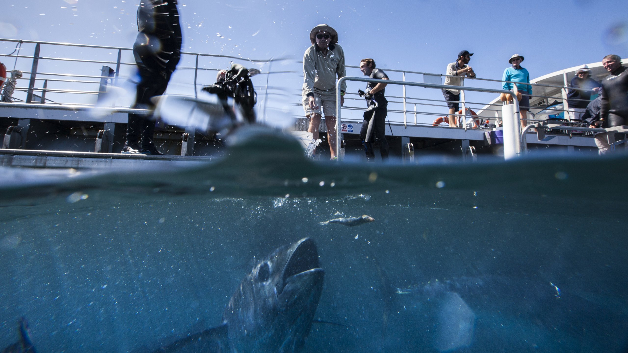 Feeding Tuna Fish