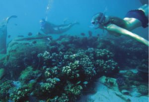 Japanese Zero Dive Wreck - Louisiades Archipelago