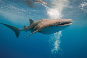 Whale Shark Cenderawasih Bay Cruise