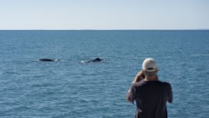 Whales at Kimberley